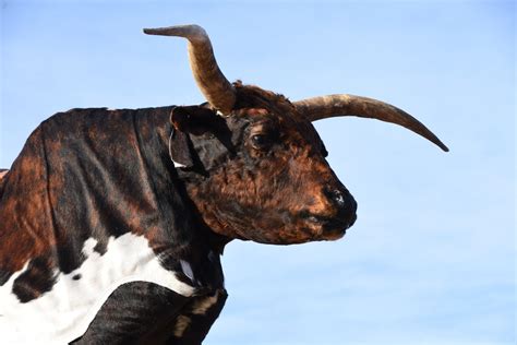 Bull Free Stock Photo Public Domain Pictures