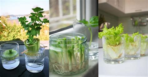 25 Foods You Can Re Grow Yourself From Kitchen Scraps Diy And Crafts