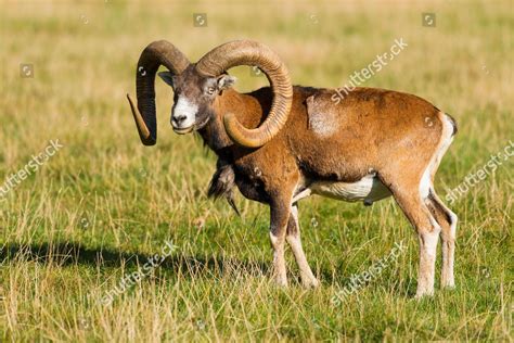 European Mouflon Ovis Gmelini Musimon Ram Editorial Stock Photo Stock