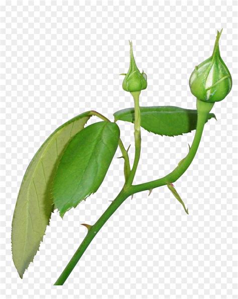 Flower Bud Png Free Transparent Png Clipart Images Download