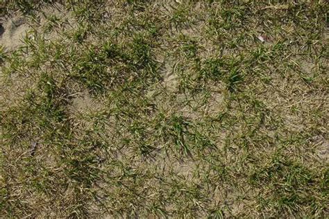 Growing Grass In Sandy Soil A Complete Guide