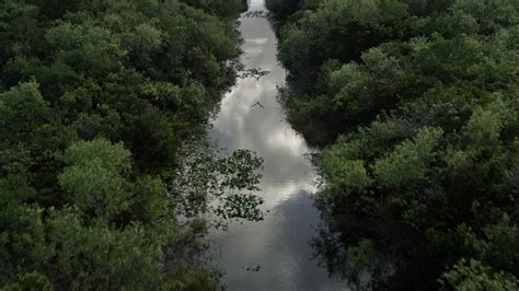 5k Stock Footage Aerial Video Of Following River Through Everglades