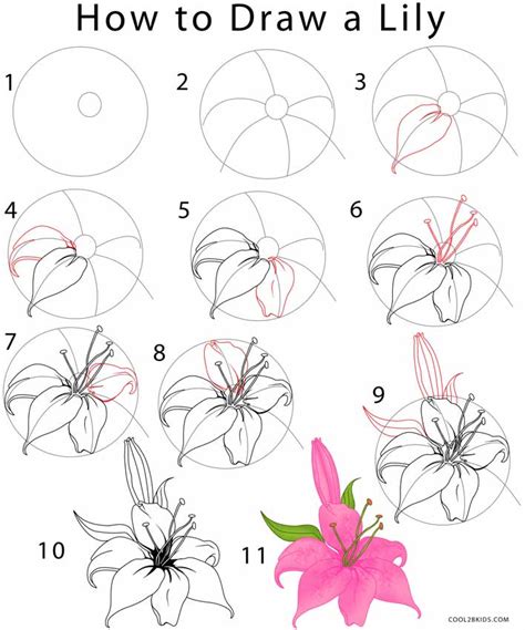 How To Draw A Lily Step By Step Pictures Cool2bkids