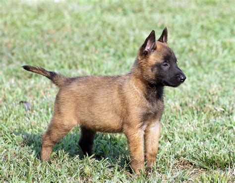Both breeding dogs and producing high quality puppies are taken very seriously at sarron belgians. Belgian Laekenois Info, Temperament, Puppies, Pictures