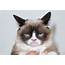 Grumpy Cat And The Distinction Between Obligations Conditions 