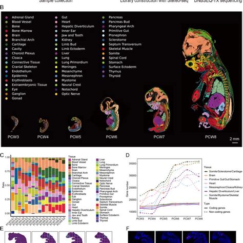 Pdf Spatiotemporal Transcriptome Atlas Of Human Embryos After