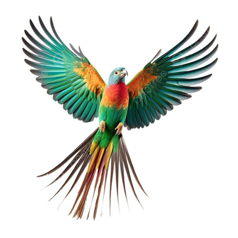 Beautiful Flying Resplendent Quetzal Transparent Background Bird