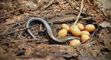 Female Five Lined Skink And Nest Herpetology