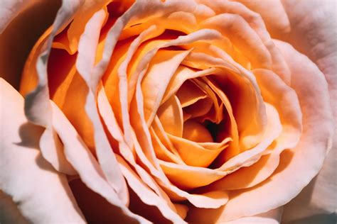 Peach Rose Meaning And The Beauty Of This Flower Floweradvisor Usa Blog