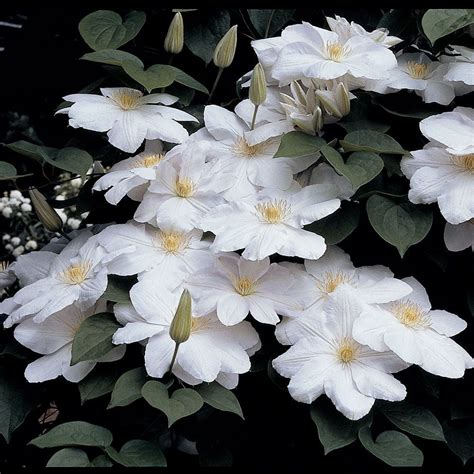 Clematis Candida White Flower Farm