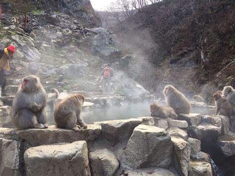 The Amazing Bathing Monkeys Of Japan