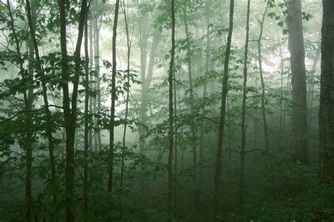 Trees In The Mist Photograph By Joye Ardyn Durham Fine Art America