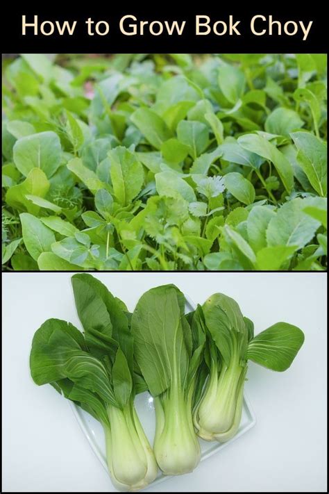 How To Grow Bok Choy From Seed In Your Backyard In 2020