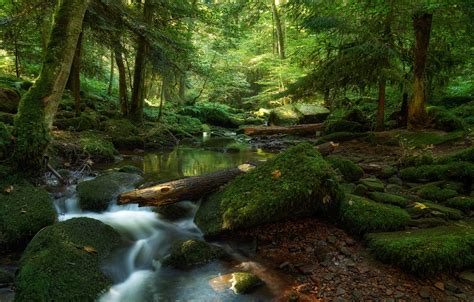 Wallpaper Greens Forest Light Trees Pebbles Stream Stones