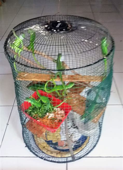 Anda bisa membuatnya sendiri di rumah dan juga bisa di sesuaikan dengan kandang kambing ternak. AGAR BAYI IGUANA NAFSU MAKANNYA TINGGI