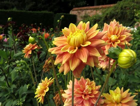 Dahlia Planting And Care From Spring To Winter Varieties And Types