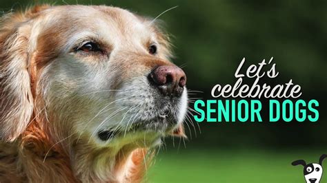 The Advantages Of Loving A Senior Pet Heart Arrow Veterinary Service Llc