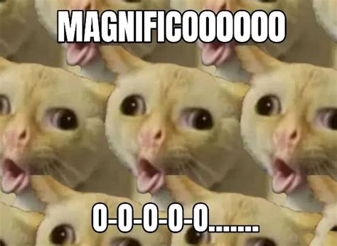 Coughing Cat Meme Idlememe
