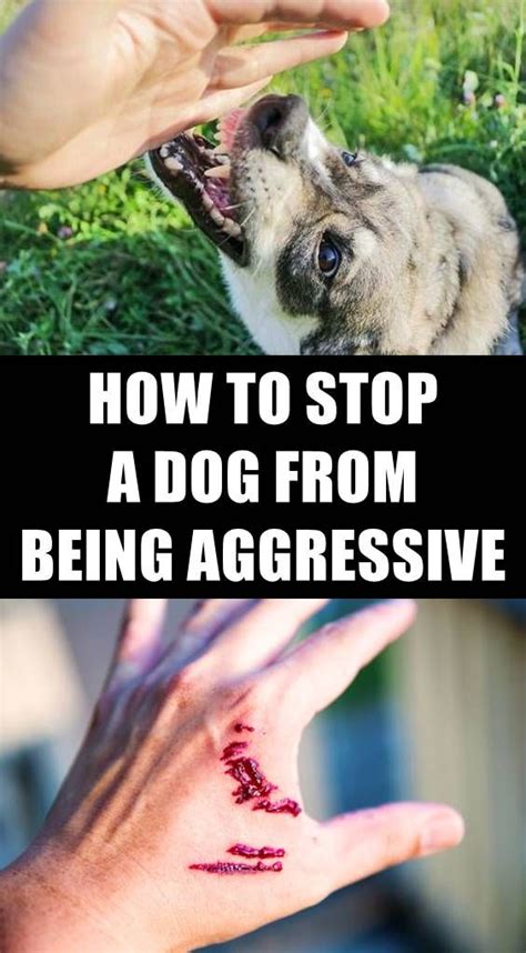 5 Tips To Stop Dog Aggression Towards People And Other Dogs Aggressive