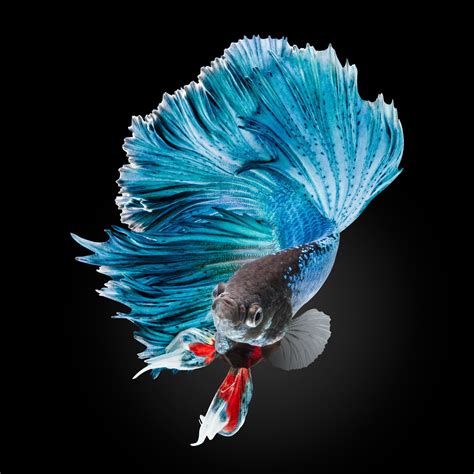 Fighting Fish Wallpapers Wallpaper Cave