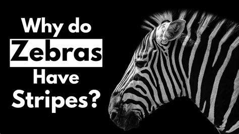 Why Do Zebras Have Stripes Explained Youtube