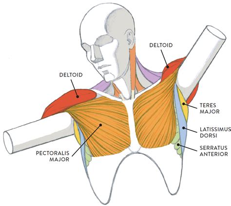 Adducts & flexes the arm (humerus). MUSCLE DIAGRAM