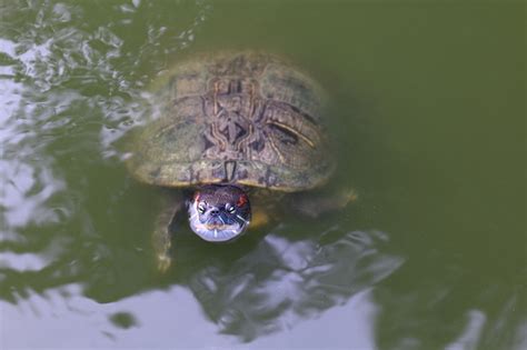 Turtle Turtles Floating Swam On The Surface Water Freshwater Turtle