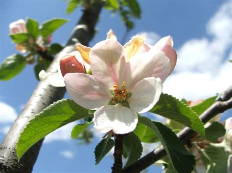 Kwiat jabłoni bilety na ebilet! Zdjęcia, muzyka i zmierzch...: Kwitnący kwiat jabłoni : ))