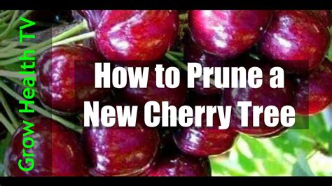 How To Prune A New Cherry Tree By Grow Health Tv Youtube