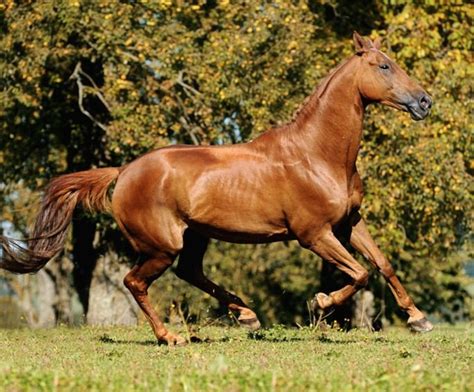 Hanoverian Warmblood Lancome Photo Bettina Niedemeyer Equus Ferus