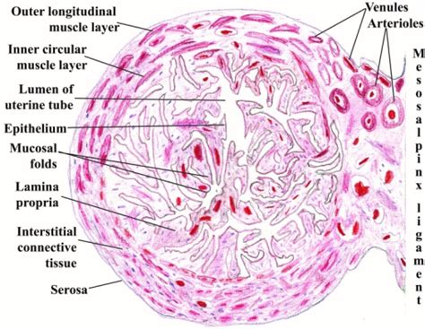 The Uterine Tube A Vital Part Of The Female Reproductive System