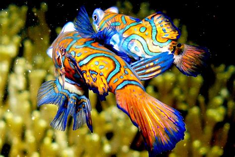 Rare Deep Sea Fish