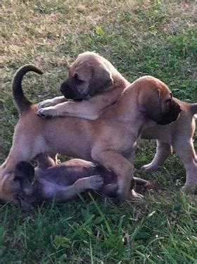 She learned all the tricks in the book in the first 3 i highly recommend raquel at englishmastiff4u as he was very helpful and accommodating and if i ever get another english mastiff, here will be my first. MASTADOR Puppies! English Mastiff / Labrador Mix for Sale ...