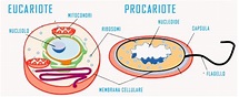 Cellula eucariote e procariote differenze - Riassunti - Studia Rapido