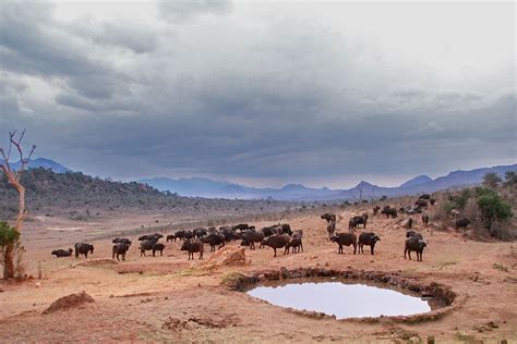 Hd Wallpaper Watering Hole Buffalo Animals Africa Safari Water
