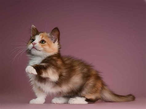 Munchkin Cat Information And Cat Breed Facts Pets Feed