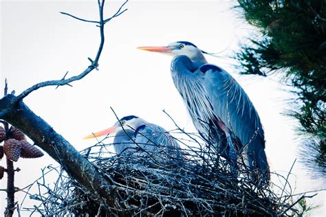 Great Blue Heron Nesting Photo Of The Day El Cerrito Ca Patch