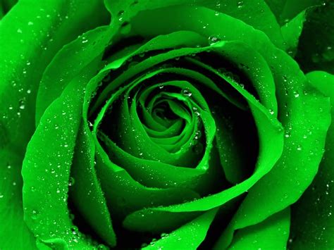 Free Download Similiar Black And Green Rose Wallpaper Keywords
