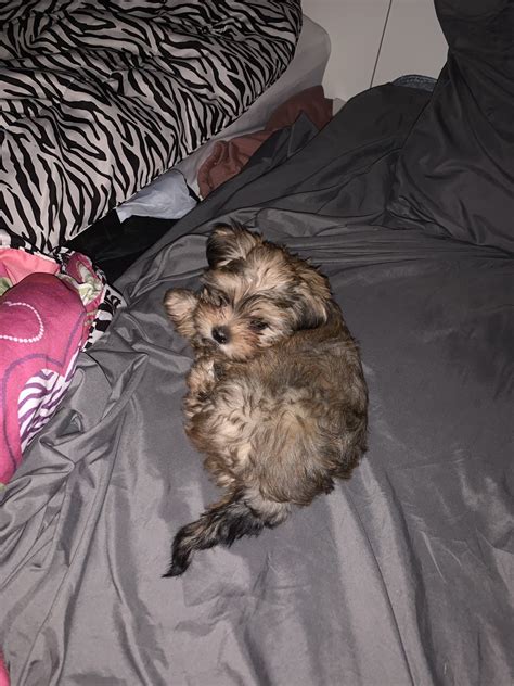 Shih tzu puppies for sale in new jersey select a breed. Shih Tzu Puppies For Sale | South Main Street, NJ #322773