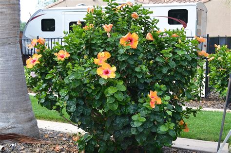 Its The Best Time Of The Year For Exotic Hibiscus In Southern California
