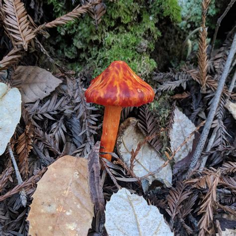 I Was Captivated By This Mushroom In John Muir Woods I Now Know I