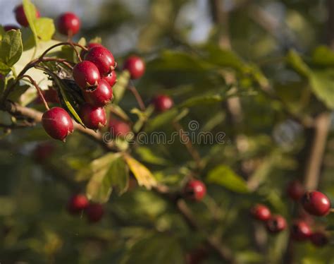 Hawthorn Fruit Of Autumn Stock Photo Image Of Leaf 11043046