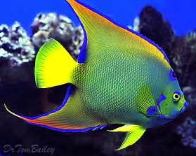 Angelfish, Queen and Fish on Pinterest