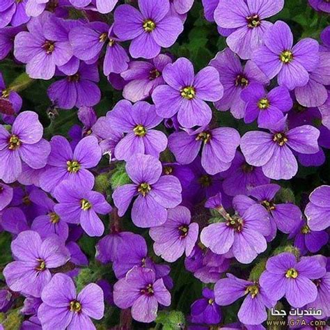Pin By Bigcat Kerdkaew On Flowers Purple Flowers Purple Garden