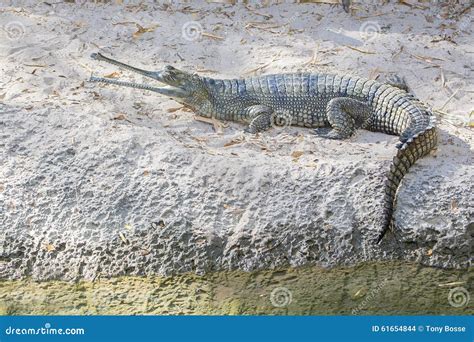Indian Gharial Crocodile Stock Photo Image Of Croc Animal 61654844