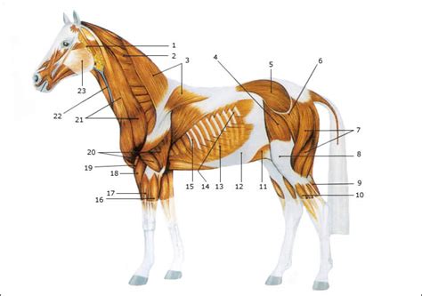 pferde und pferderassen anatomie der pferde muskeln und sehnen