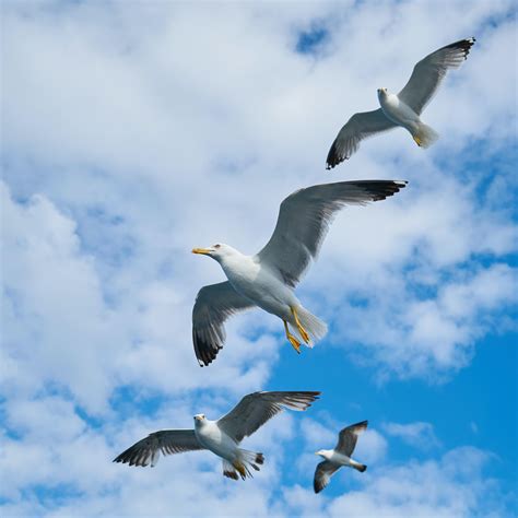 Seagull Birds Flying 4608x4608 Resolution Wallpaper