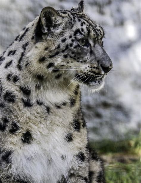 Snow Leopard Face Stock Photo Image Of Alpine Head 104944998