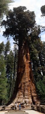 15 Amazing Things To Do In Sequoia National Park Kings