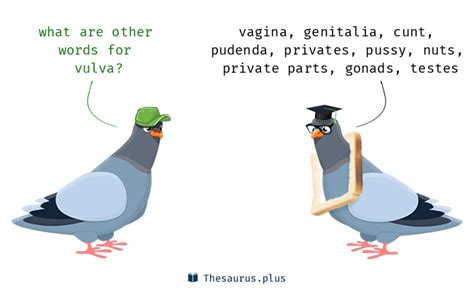 More Vulva Synonyms Similar Words For Vulva